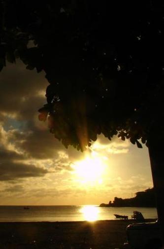 kaplumbağa d�nyası www.turgaybora.org