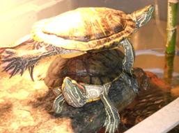 kaplumbağa d�nyası, www.turgaybora.org